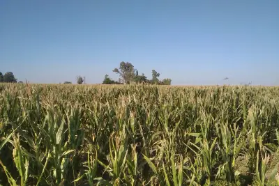 Foto 2 de COD-013: Frente — Campo en venta en Pedanía Chazón, Ausonia